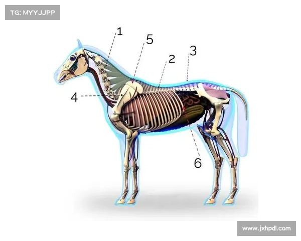 马的脚趾结构与其他动物的脚趾差异及其进化意义解析