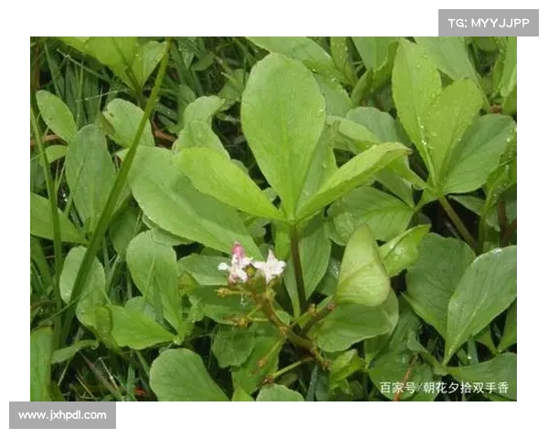 卷帘绿魔的养护指南 如何为这款植物提供最佳生长环境