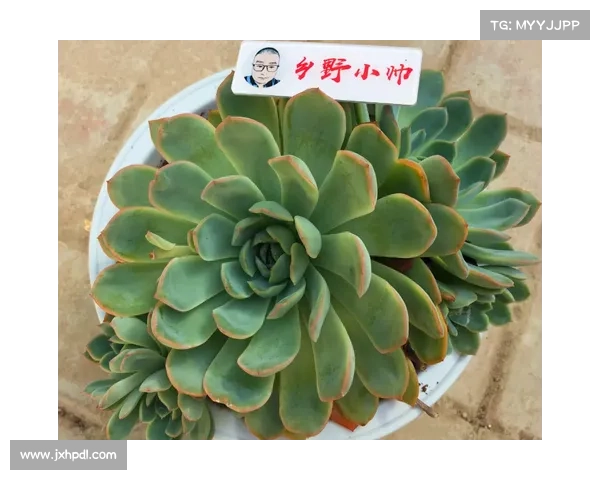 卷帘绿魔养护要点与生态原理解析打造健康生长环境的技巧